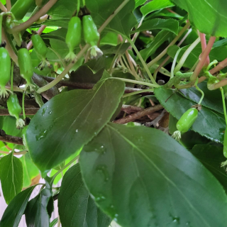 Mini-Kiwi